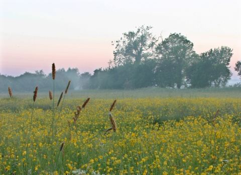 Meadow Nottinghamshire Wildlife Trust Scott Tilley