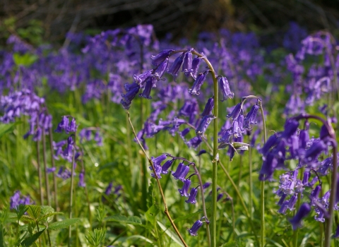 Bluebells Nottinghamshire Wildlife Trust Chris Terrell-Nield