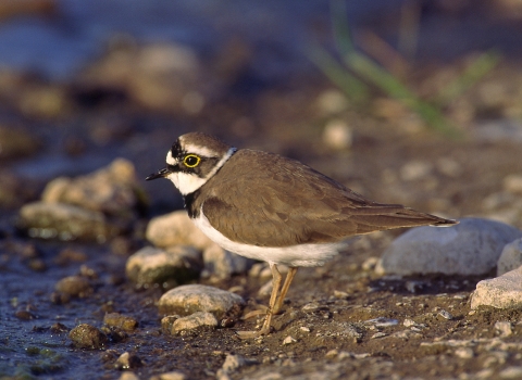 Little Ringed Plover Nottinghamshire Wildlife Trust Mike Vickers