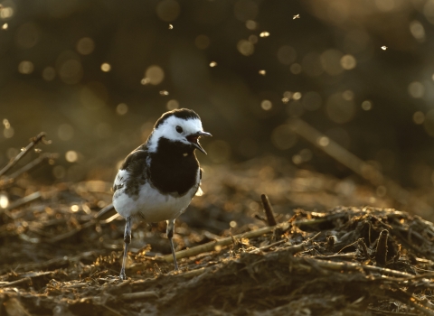 Pied Wagtail - Credit Chris Gomersall 2020 Vision