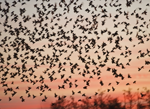 Starlings in Winter
