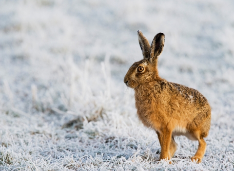 Brown Hare in frost by Elliott Neep