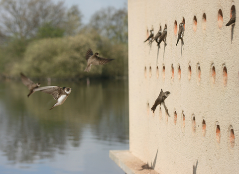 Attenborough Sand Martin Hide