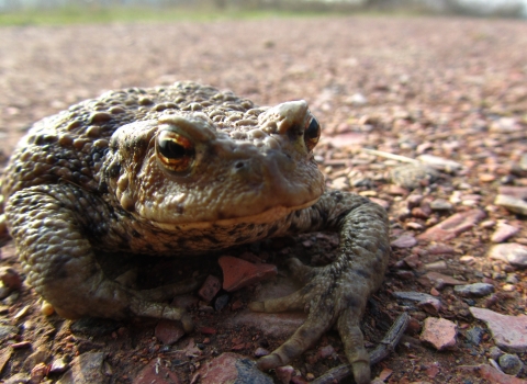 Toad in the road