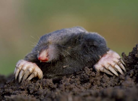 Mole | Nottinghamshire Wildlife Trust