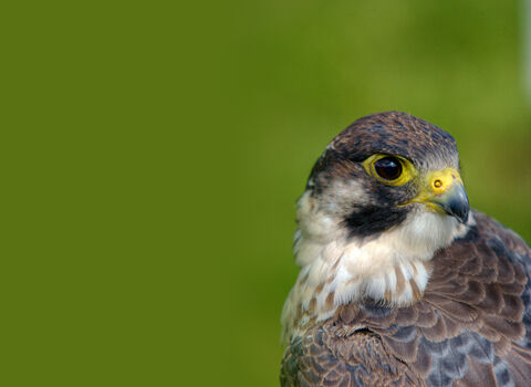 Peregrine Falcon by Jonathon Clark