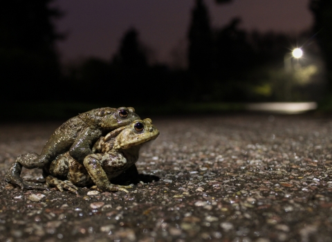 Toads in the road
