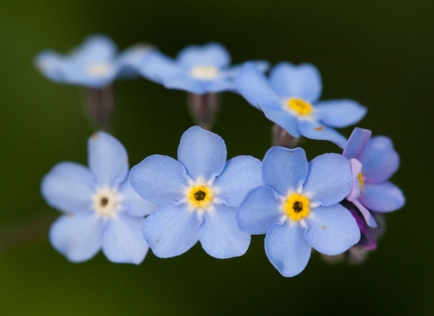 Forget Me Not Notts WT cpt Al Greer (2).jpg