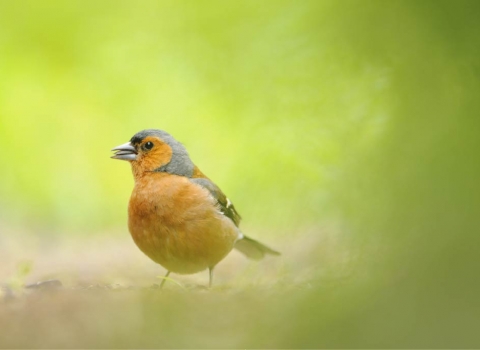 chaffinch