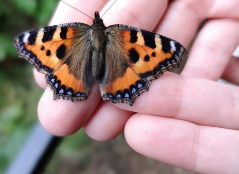 Butterfly being held in hands