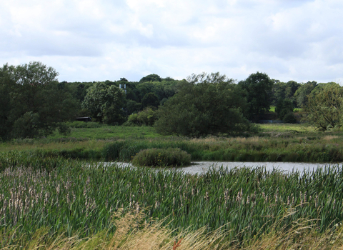 Aldercar Flash Reed bed and pond view