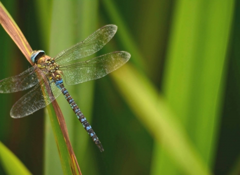 Emporer dragonfly