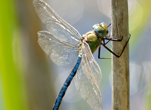 Emporer dragonfly 