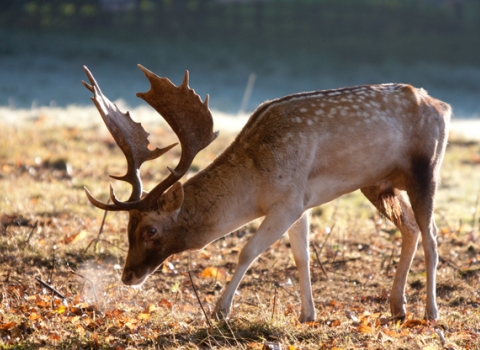 Fallow Deer