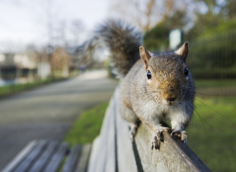 Grey Squirrel on a bench