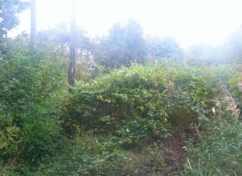 Japanese knotweed at Idle Valley