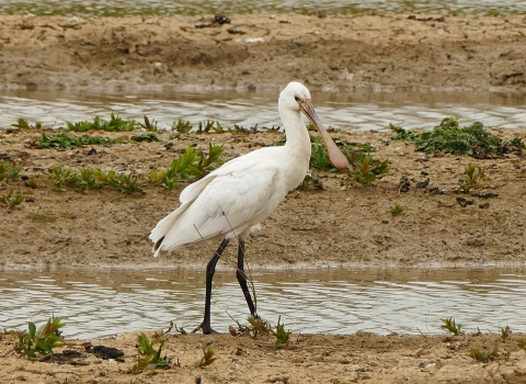 European spoonbill