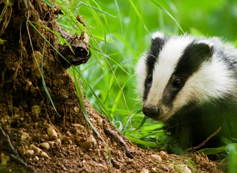 Badger