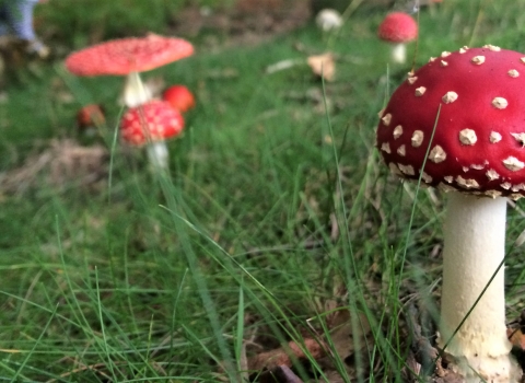 Fly Agaric at Spalford Warren