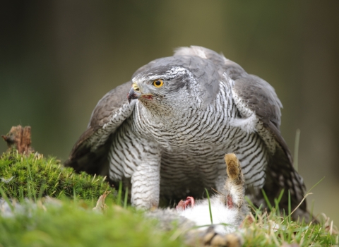 Goshawk