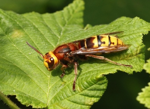 Hornet on leaf