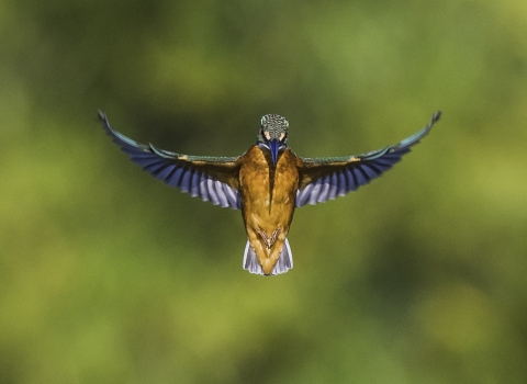 Kingfisher at Attenborough Nature Reserve Delta Hide by Paul Gregory