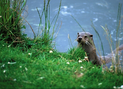 European Otter