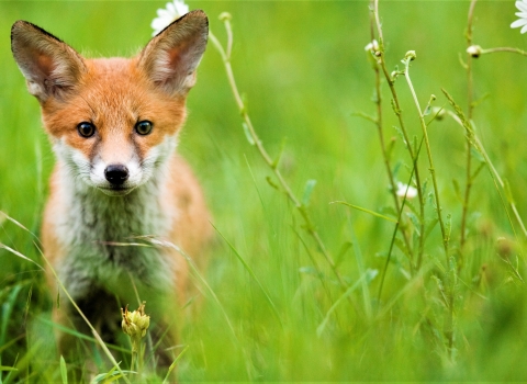 Red fox in grass