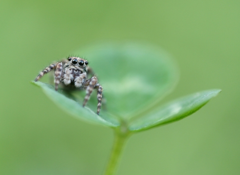Jumping spider on clover by Tim Sexton