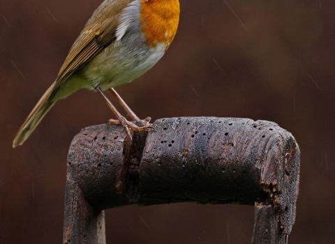 Robin on perch