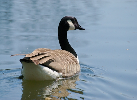 Canada goose at Attenborough