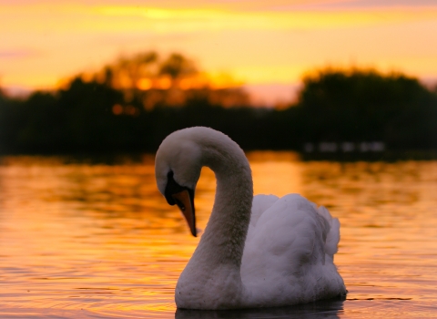 Mute swan at Attenborough