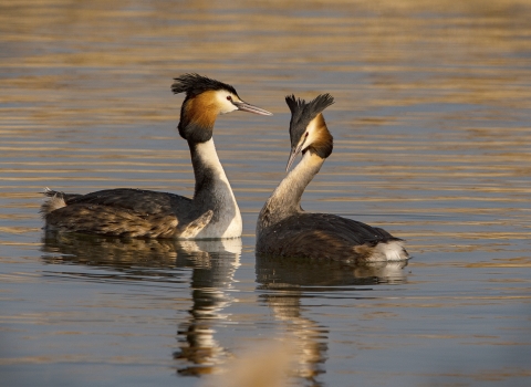 Great Crested Grebes