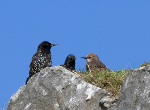 Starlings