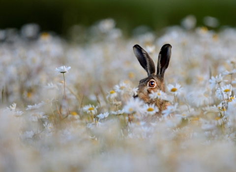 Brown hare in a meadow of oxeye daisies