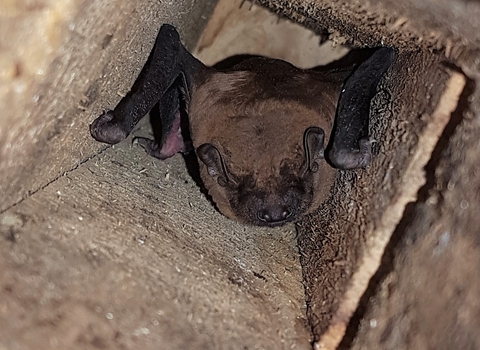 Noctule bat - Ploughman Wood - Michael Walker