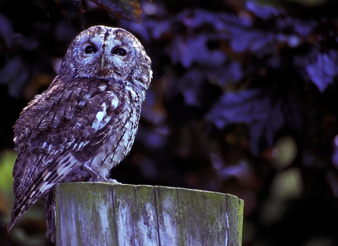 Tawny owl