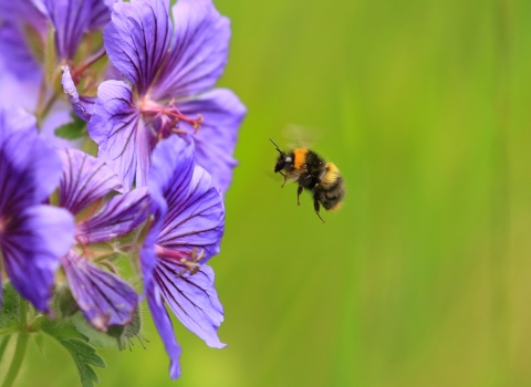 Bumble bee (Jon Hawkins, Surrey Hills Photography)