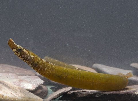 worm pipefish