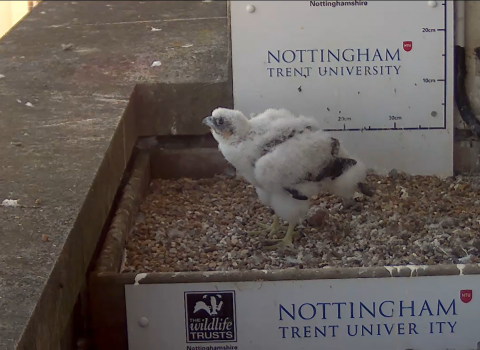 Peregrine Falcon Nest Cam 2020 Chick