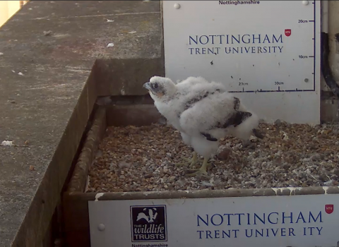 peregrine nest cam