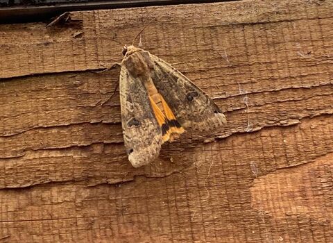 Large yellow underwing