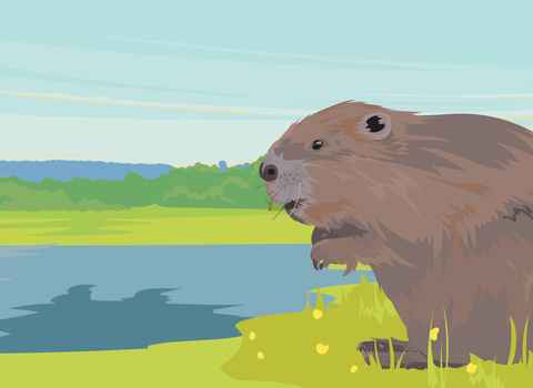 Beaver appeal landscape