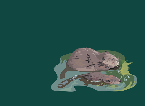 Illustration of a beaver and kit swimming through water