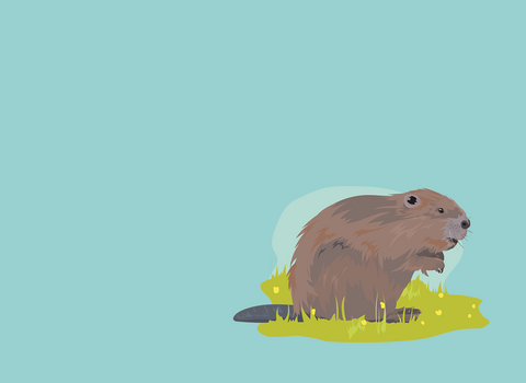 Illustration of a single beaver sat on grass beaver