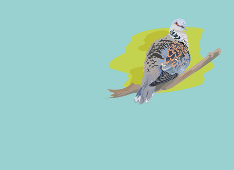 Illustration of a turtle dove perched on a branch