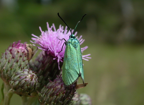 Forester moth