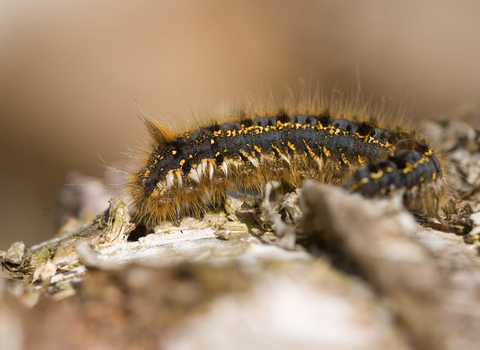 Drinker moth caterpillar