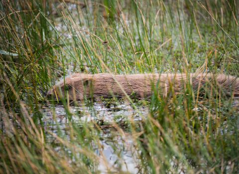 Beaver swimming