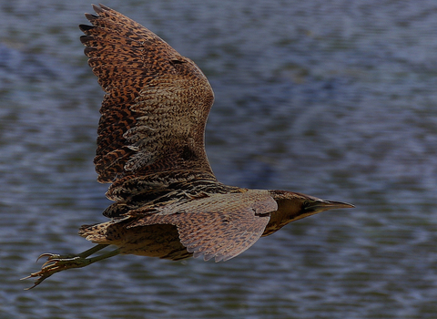 Wilder places - bittern in flight